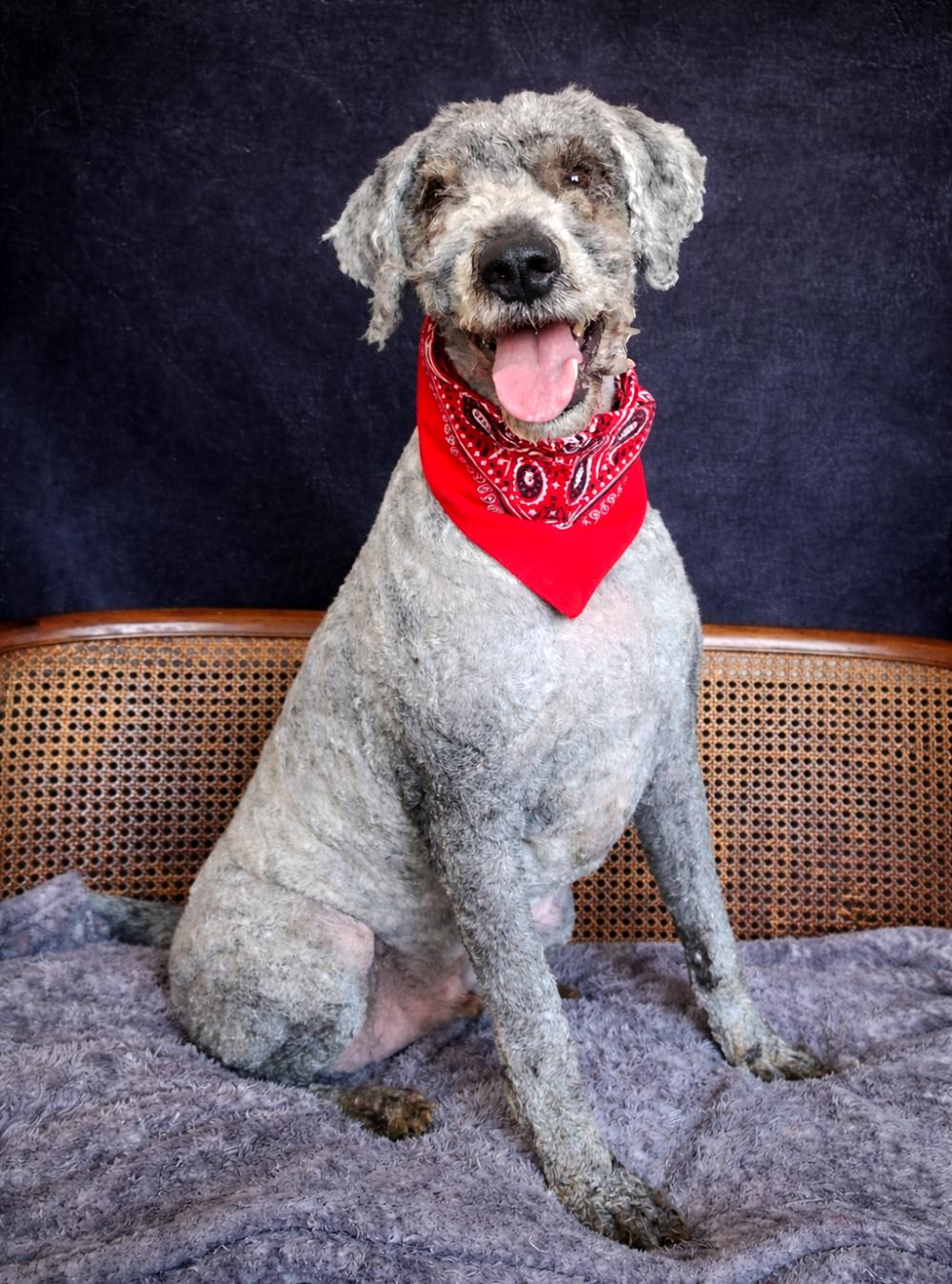 Beau, a ADOPTABLE Goldendoodle in Cheboygan, MI image 3/3