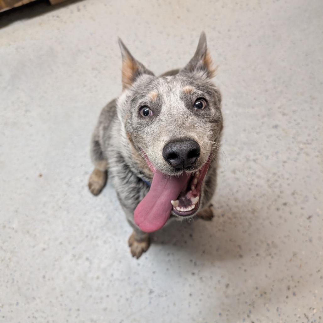 Blue, Adoptable, Puppy Male Australian Cattle Dog / Blue Heeler.