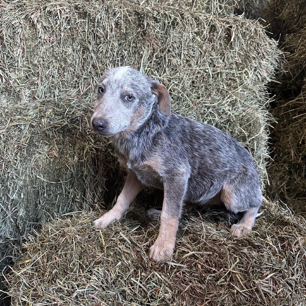 Enlarge Blue, a Adoptable Australian Cattle Dog / Blue Heeler in Blair, WI image 1/2