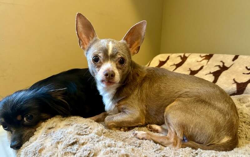 Enlarge Matthew, a Adopted Chihuahua in Bartlett, TN image 3/3