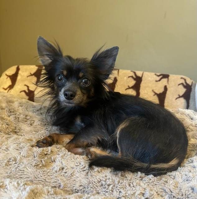 Matthew, Adopted, Adult Male Chihuahua.