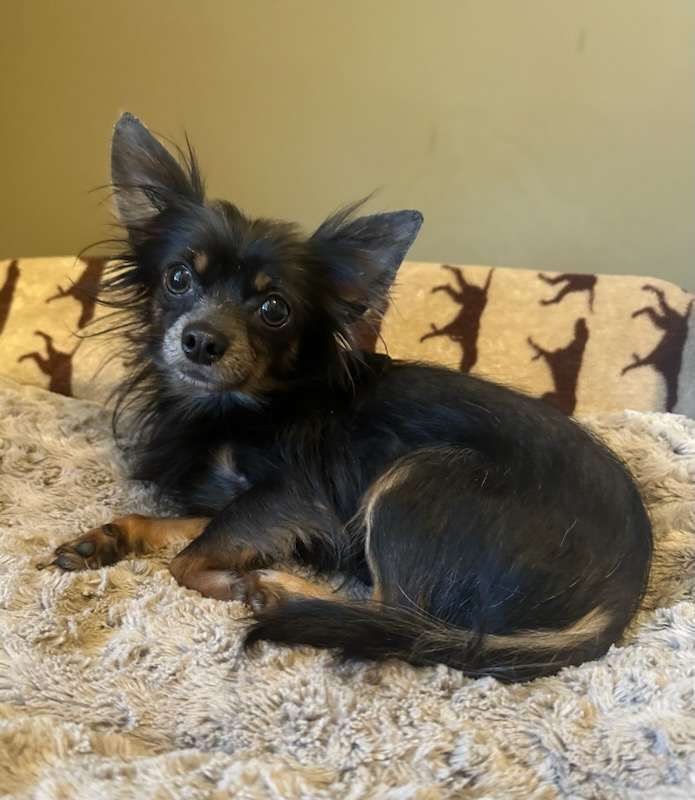 Enlarge Matthew, a Adopted Chihuahua in Bartlett, TN image 2/3