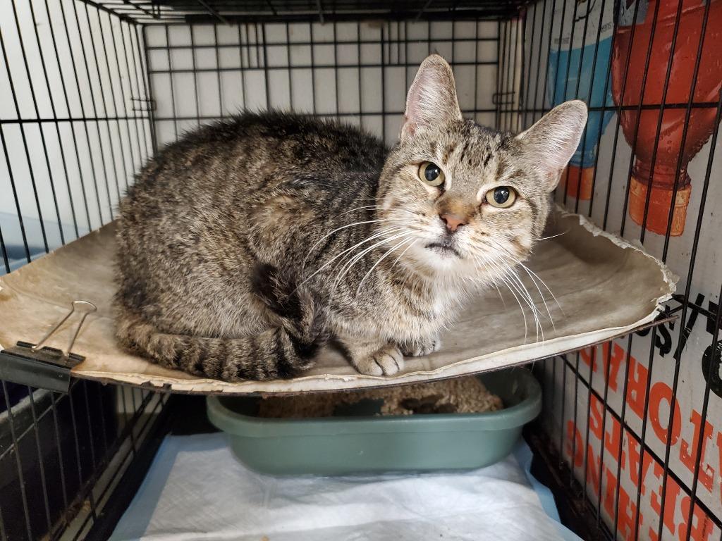 Enlarge Sky, a Adoptable Domestic Short Hair in Philippi, WV image 1/2