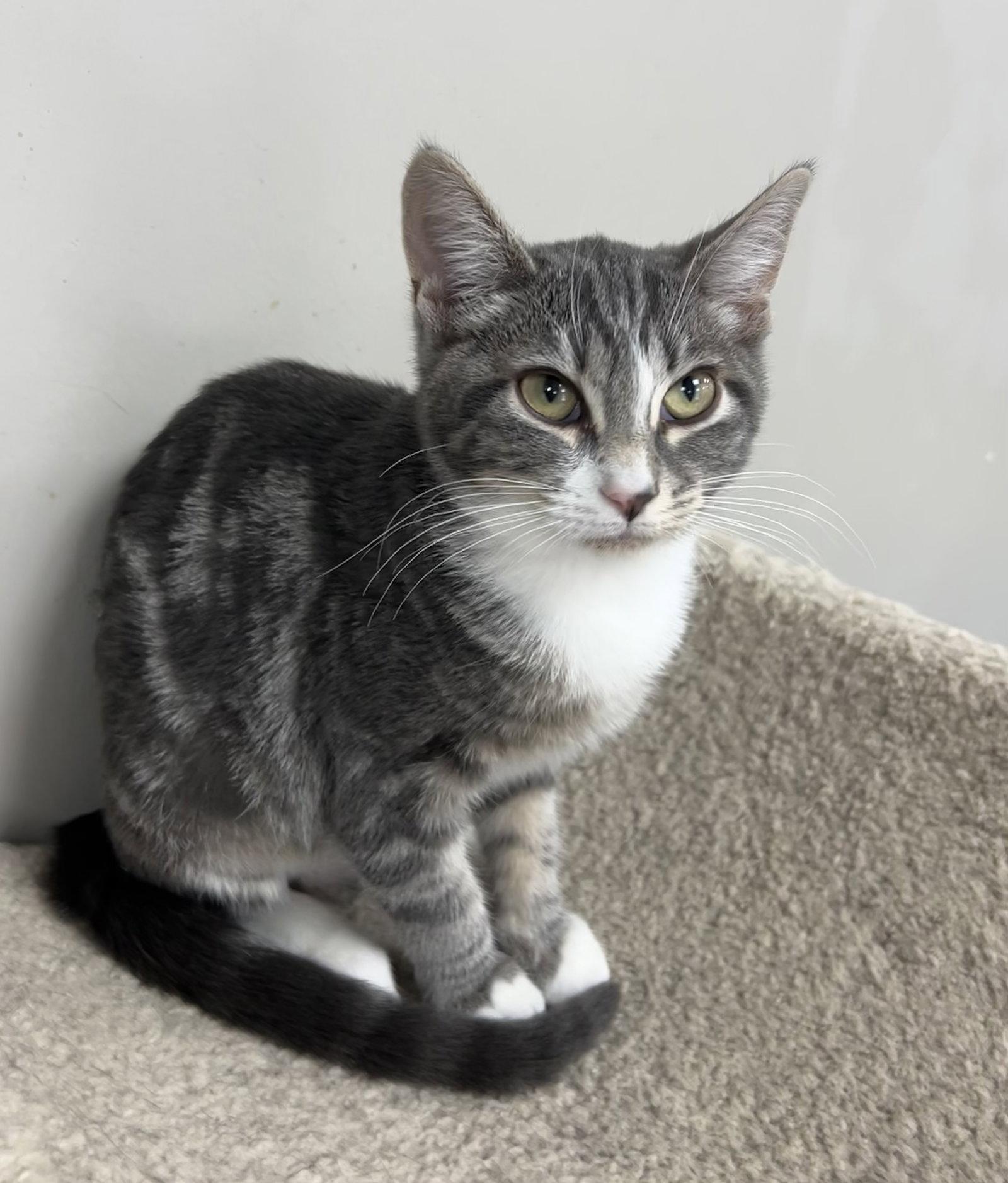 Enlarge Sansa, a Adopted mixed breed in Buford, GA image 1/3