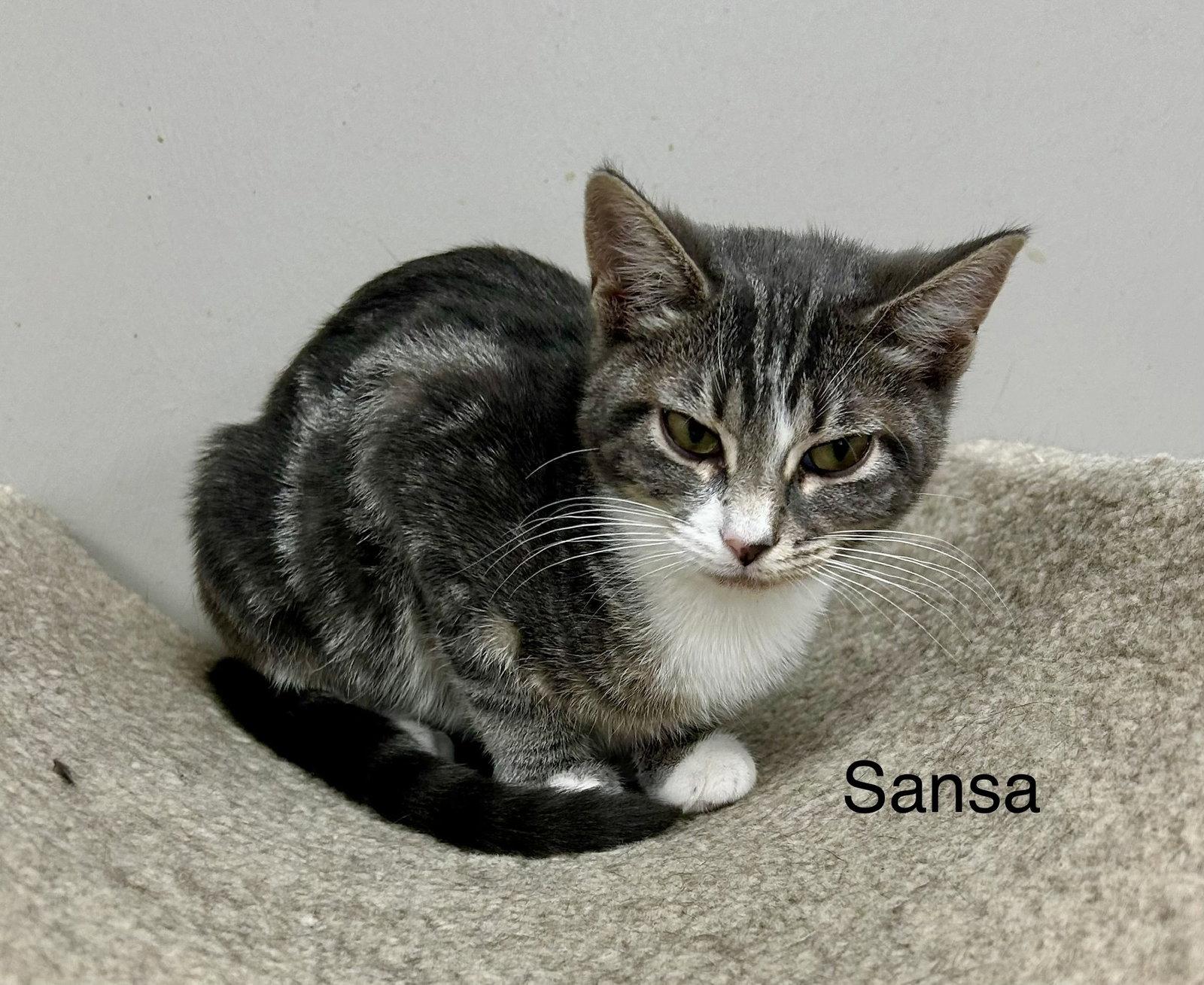 Enlarge Sansa, a Adopted mixed breed in Buford, GA image 2/3