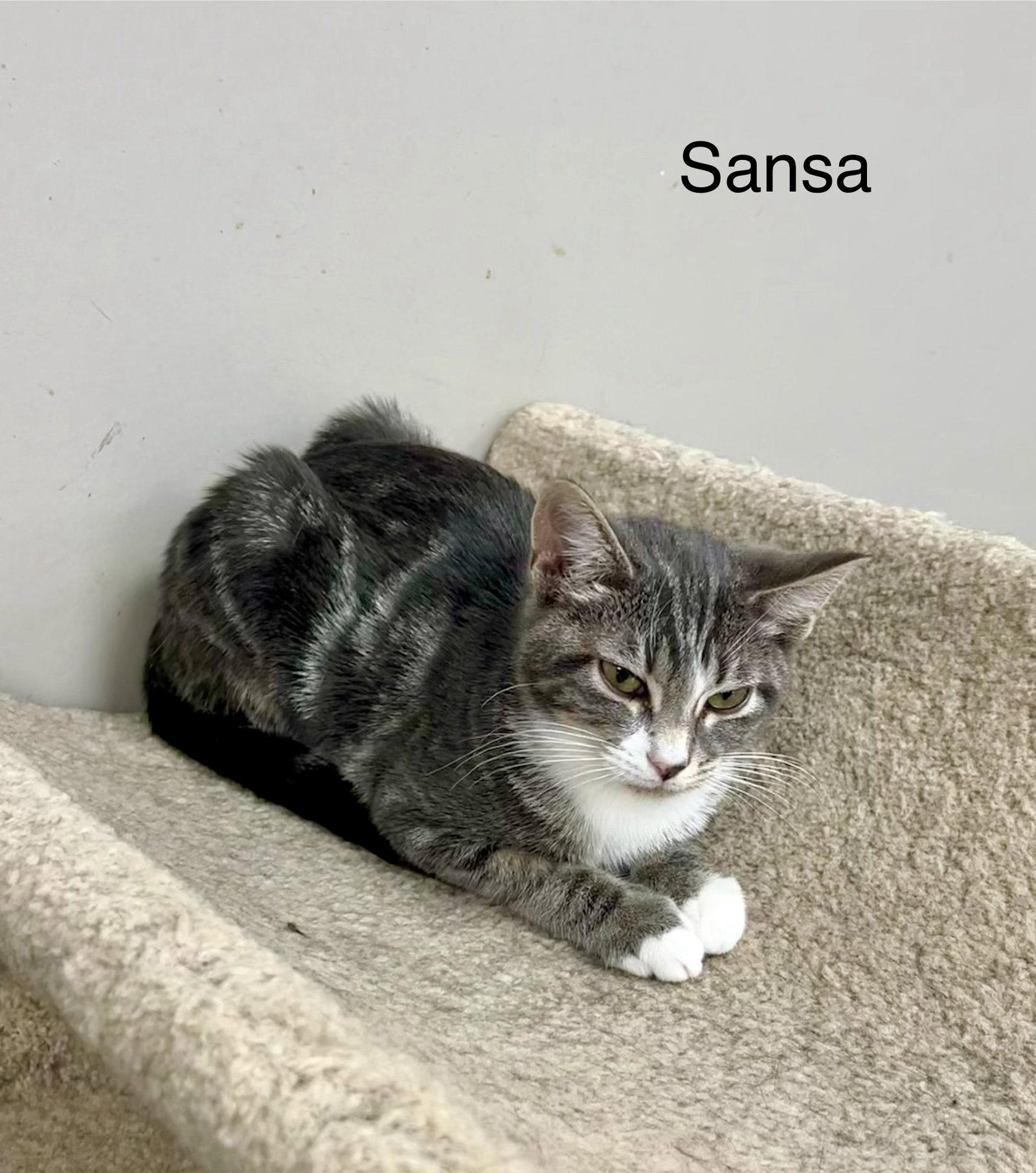 Enlarge Sansa, a Adopted mixed breed in Buford, GA image 3/3