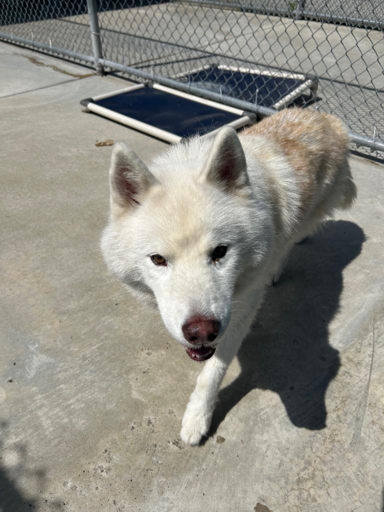 Goose, Adoptable, Senior Female Husky.