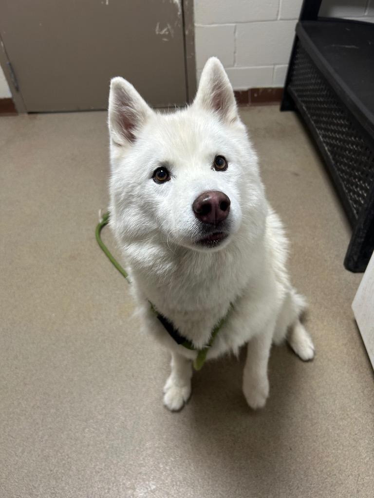 Goose, a Adoptable Husky in New Manchester, WV image 2/4