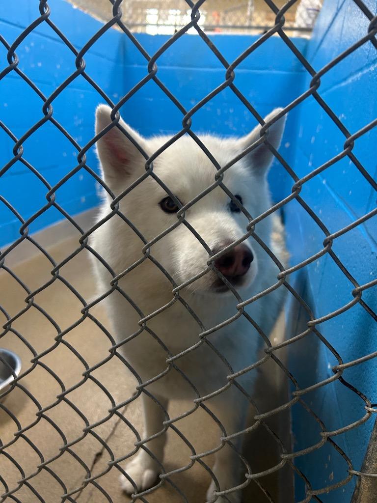 Goose, a Adoptable Husky in New Manchester, WV image 3/4
