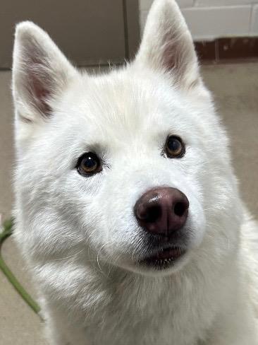 Goose, a Adoptable Husky in New Manchester, WV image 4/4