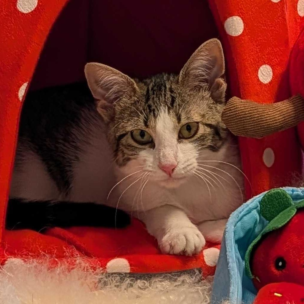 Lily, a Adoptable Domestic Short Hair in Weehawken, NJ image 2/6