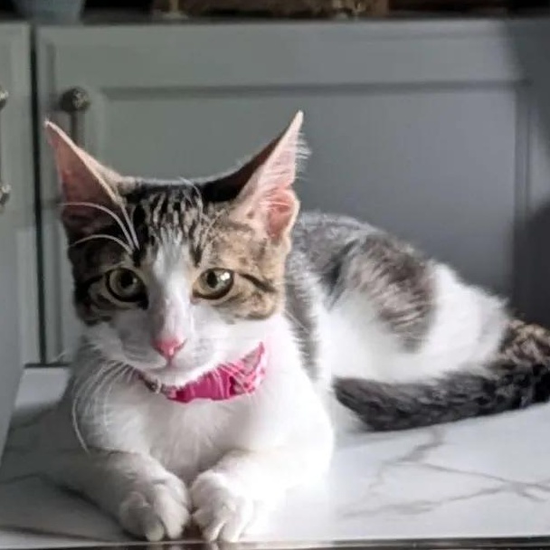 Lily, Adoptable, Kitten Female Domestic Short Hair.