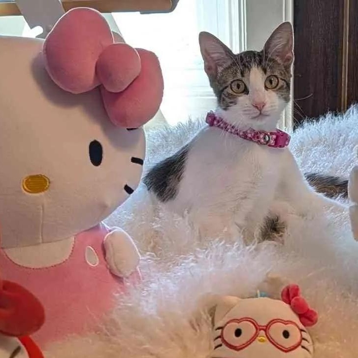 Lily, a Adoptable Domestic Short Hair in Weehawken, NJ image 6/6
