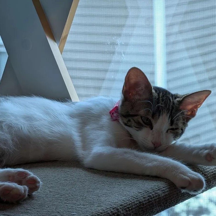 Lily, a Adoptable Domestic Short Hair in Weehawken, NJ image 5/6