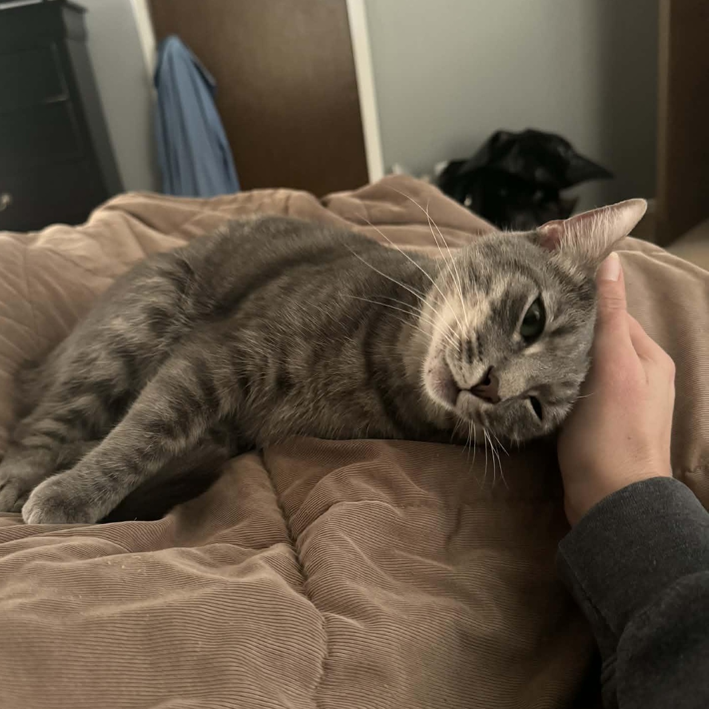 Turner — thumbnail 2