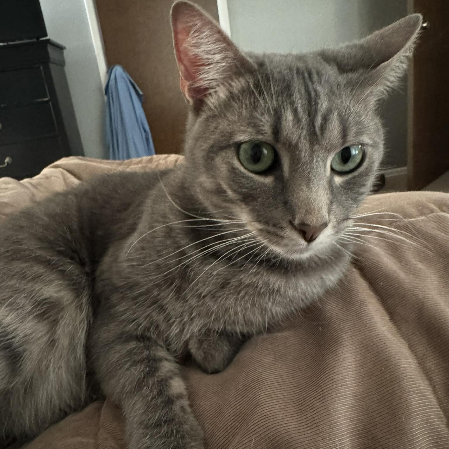 Turner — thumbnail 4