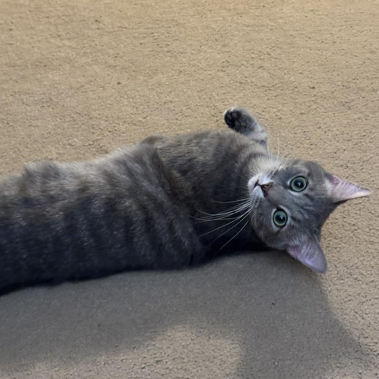 Turner — thumbnail 5