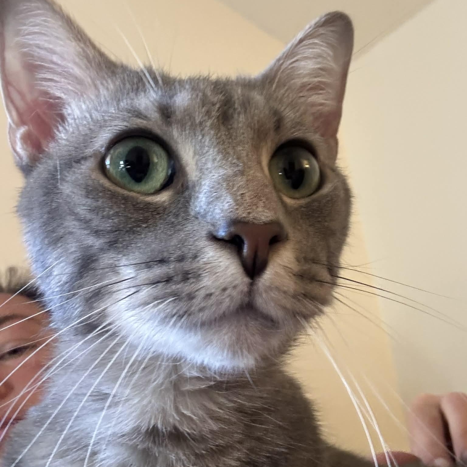 Turner — thumbnail 6