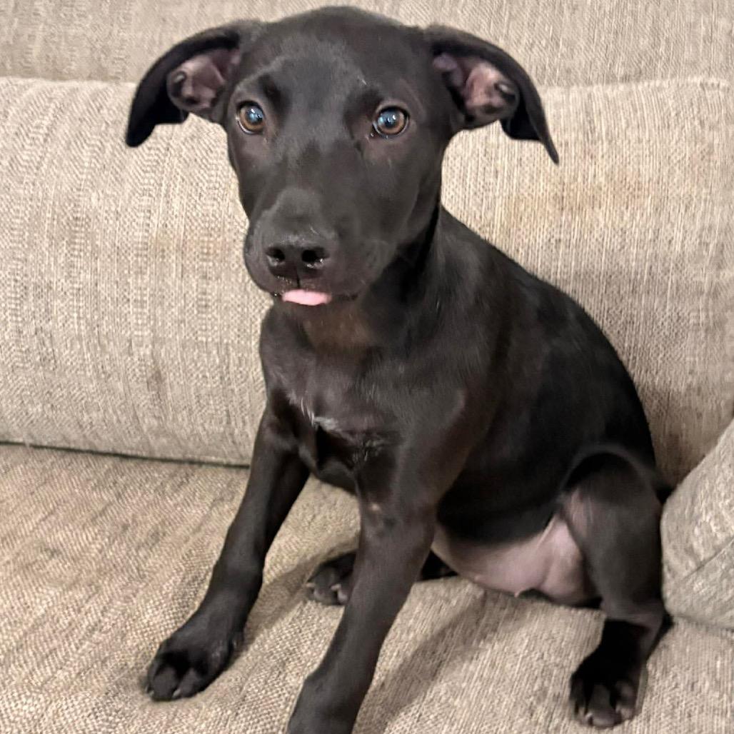 Ember, Adoptable, Puppy Female Australian Cattle Dog / Blue Heeler & Shepherd.