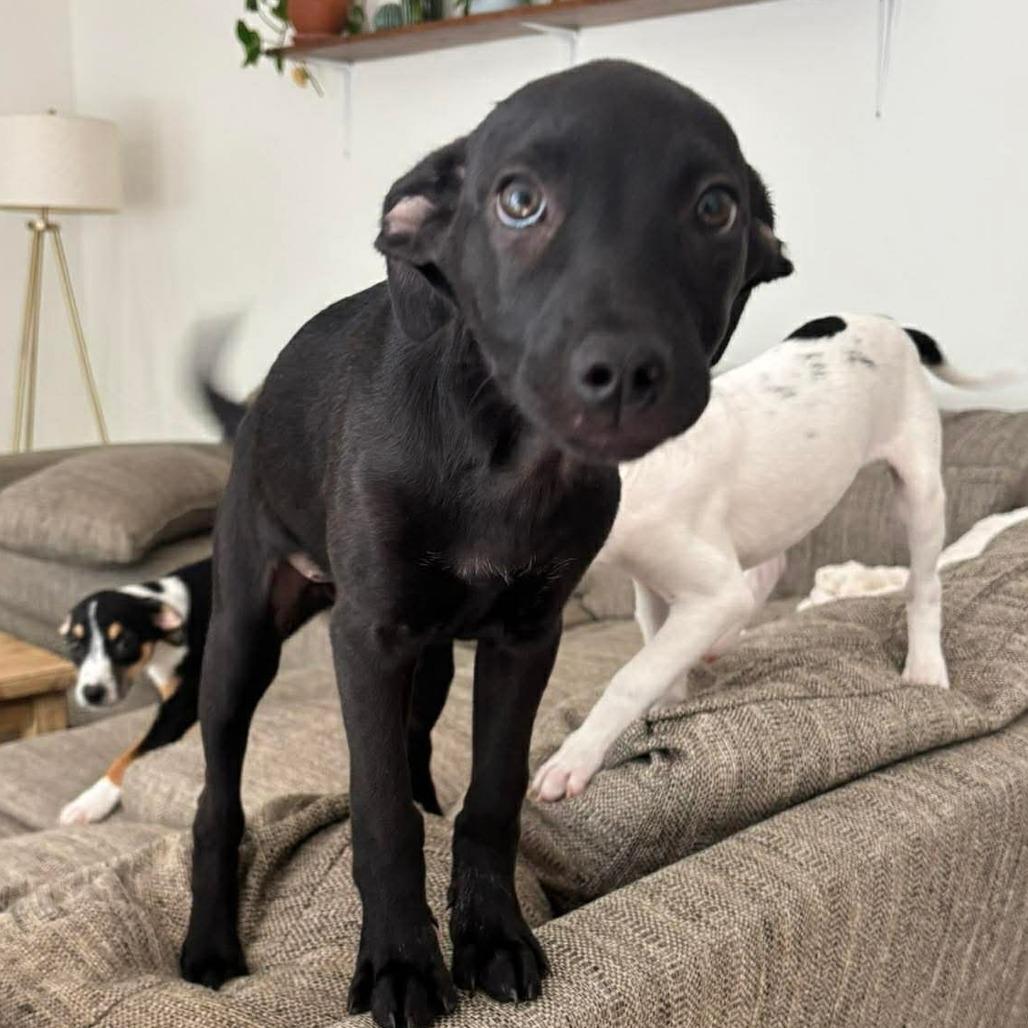 Enlarge Ember, a Adoptable mixed breed in Phoenix, MD image 5/5