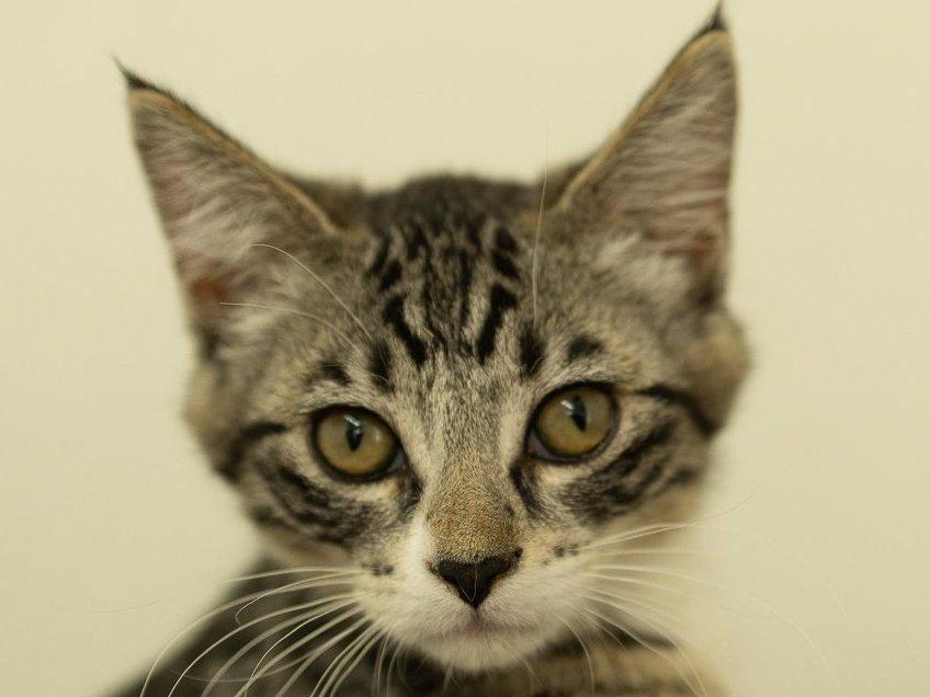 Willie, ADOPTABLE, Kitten Male Tabby & Domestic Short Hair.
