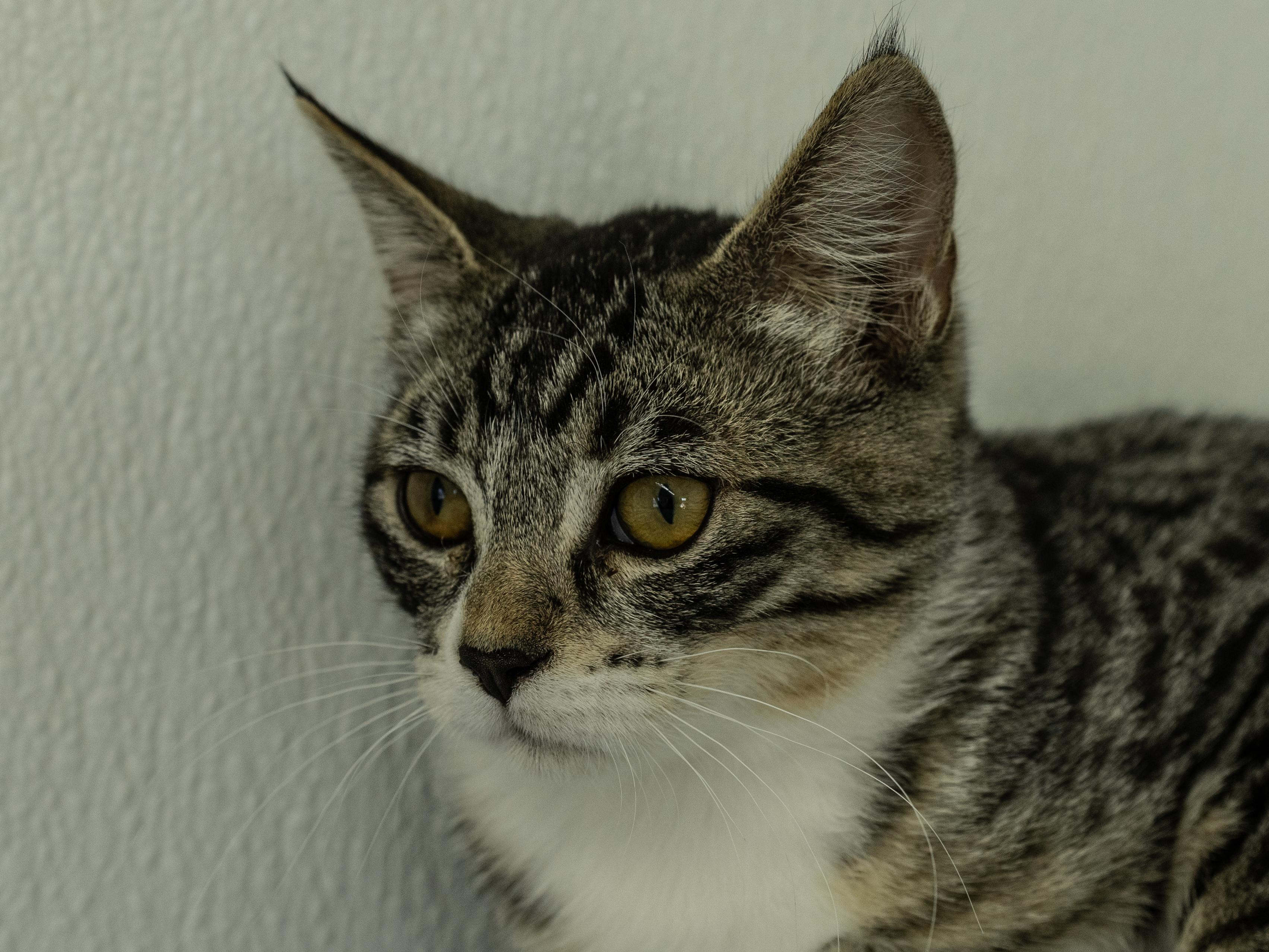 Enlarge Willie, a Adoptable mixed breed in Republic, WA image 5/6