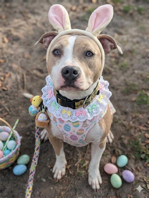 Enlarge BAMBI, a Adoptable Mixed Breed in Jacksonville, FL image 1/1