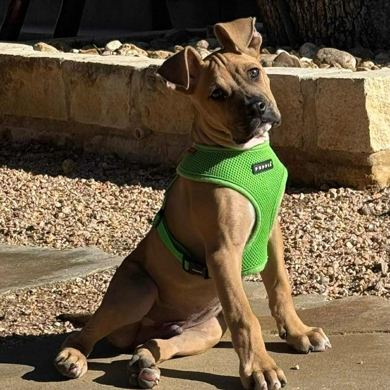 Baby Donovan, ADOPTABLE, Puppy Male Mixed Breed.