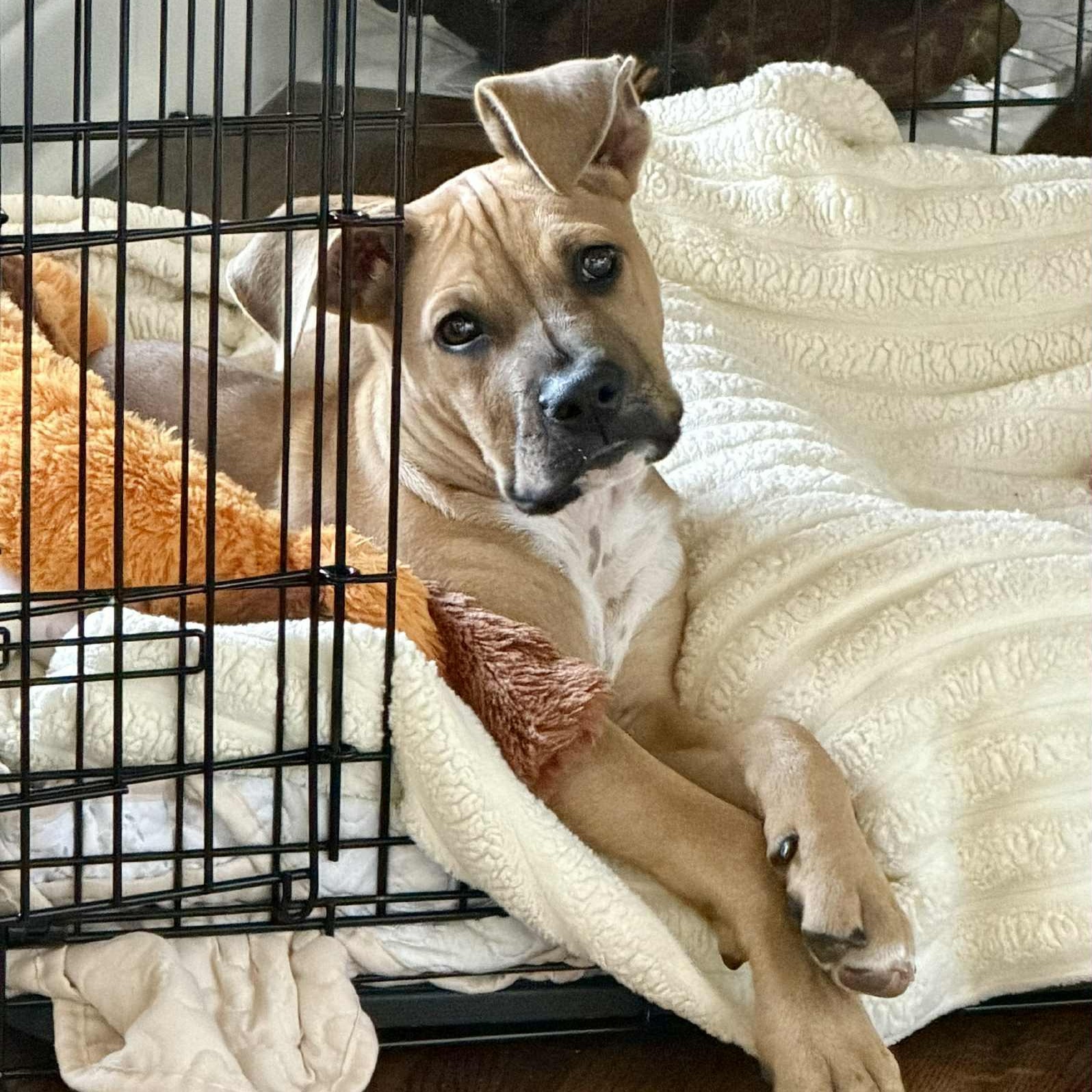 Enlarge Baby Donovan, a ADOPTABLE mixed breed in Redmond, WA image 6/6