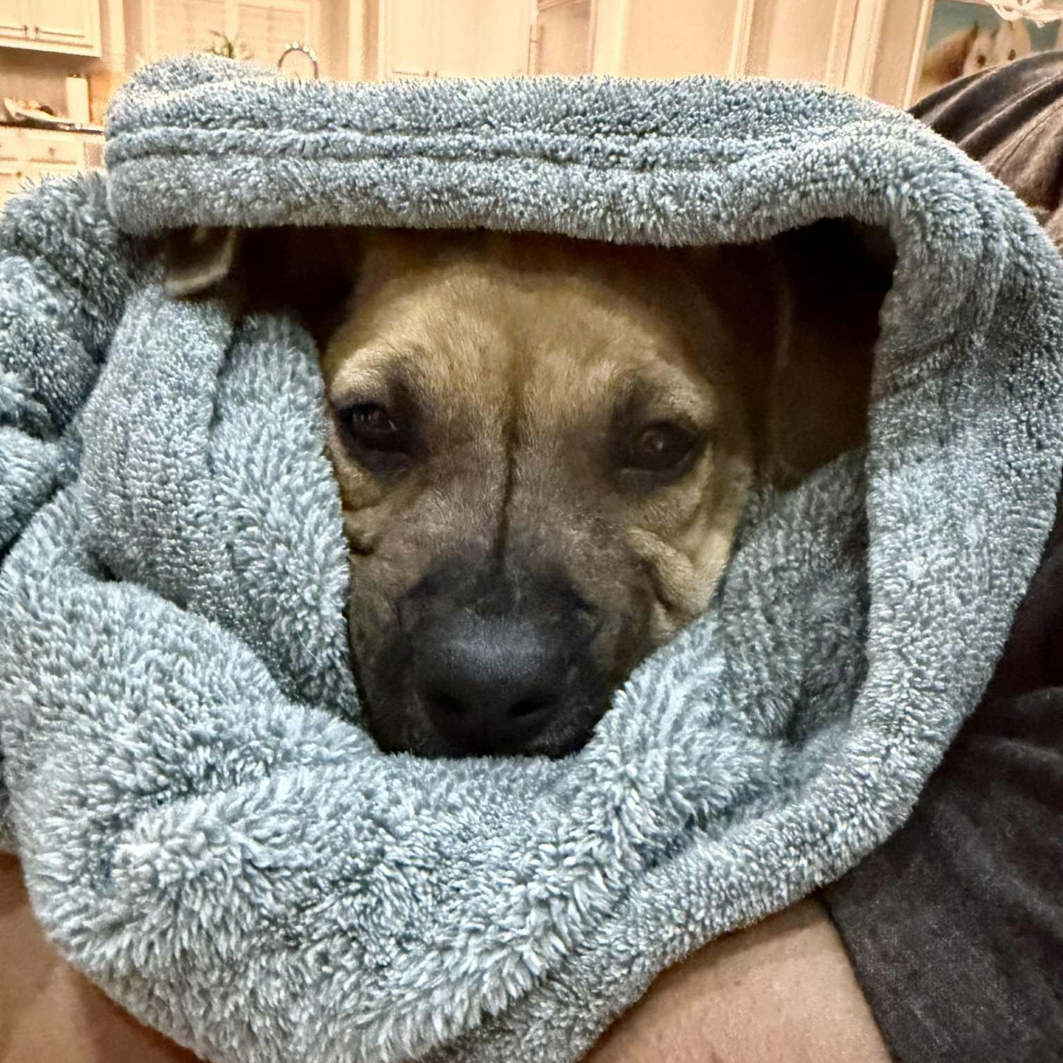 Enlarge Baby Donovan, a ADOPTABLE mixed breed in Redmond, WA image 4/6