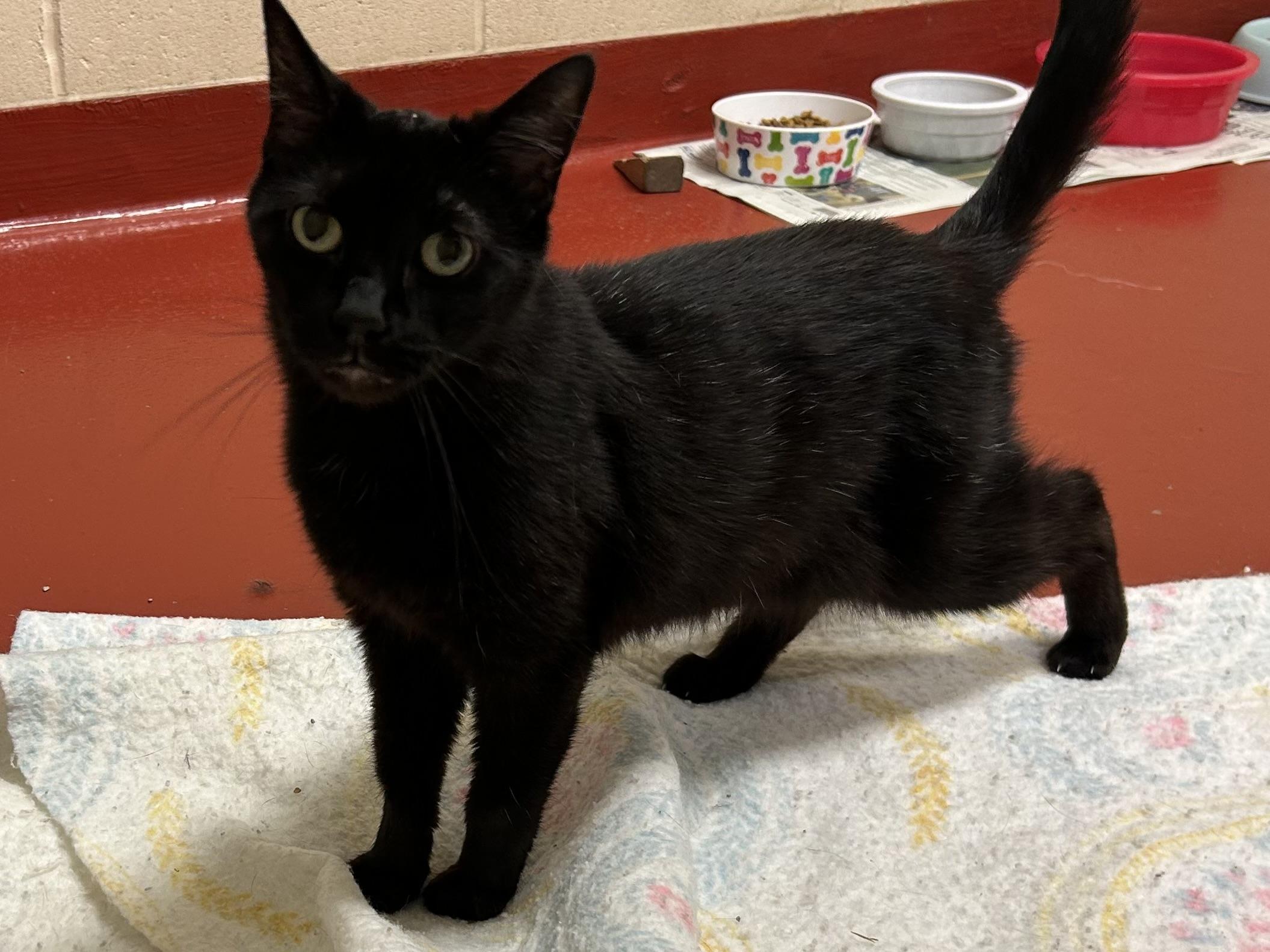 Sundae, Adoptable, Senior Female Domestic Short Hair.