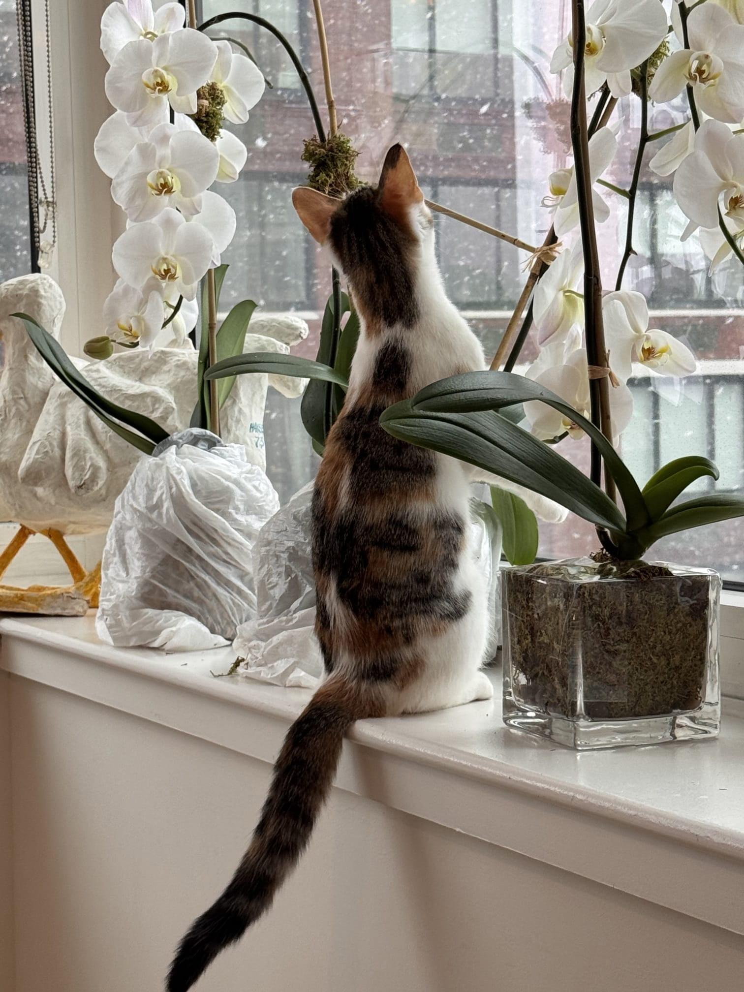 Enlarge Buttercup , a Adoptable Domestic Short Hair in East Hanover, NJ image 2/2