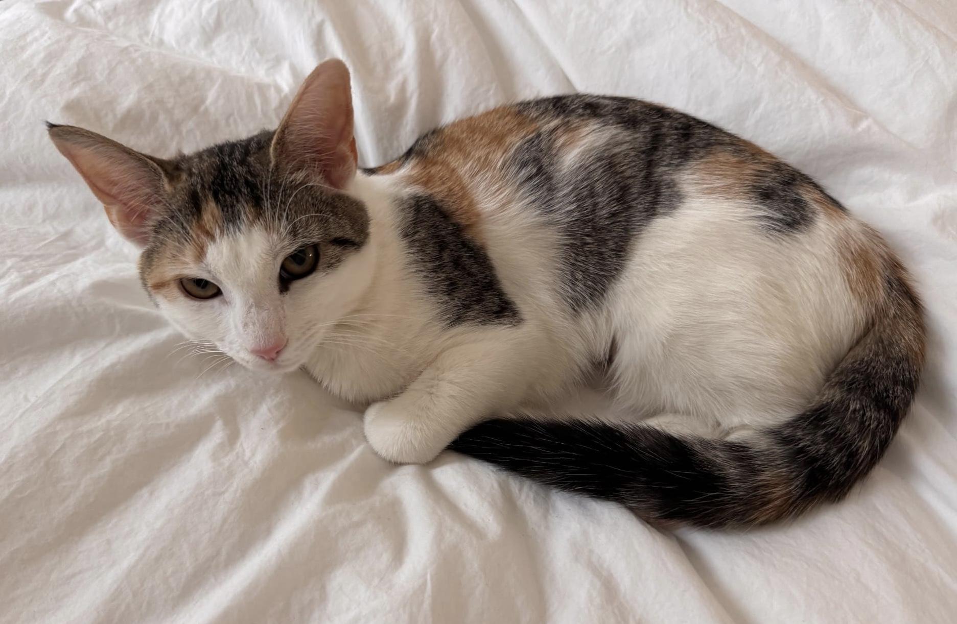 Enlarge Buttercup , a Adoptable Domestic Short Hair in East Hanover, NJ image 1/2