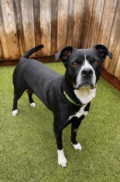 Enlarge Cupcake, a Adoptable mixed breed in Eugene, OR image 1/3