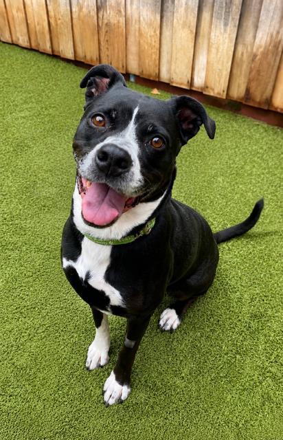 Enlarge Cupcake, a Adoptable mixed breed in Eugene, OR image 2/3
