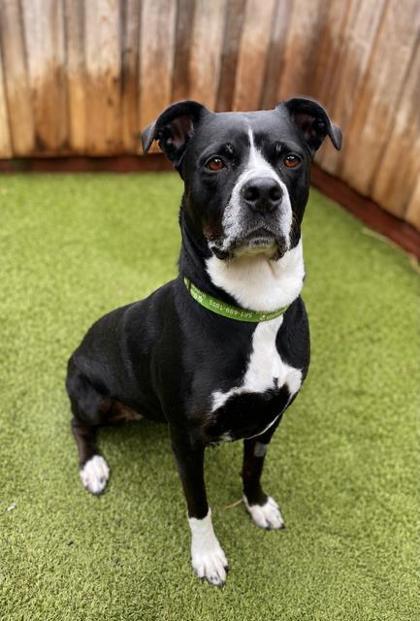 Enlarge Cupcake, a Adoptable mixed breed in Eugene, OR image 3/3