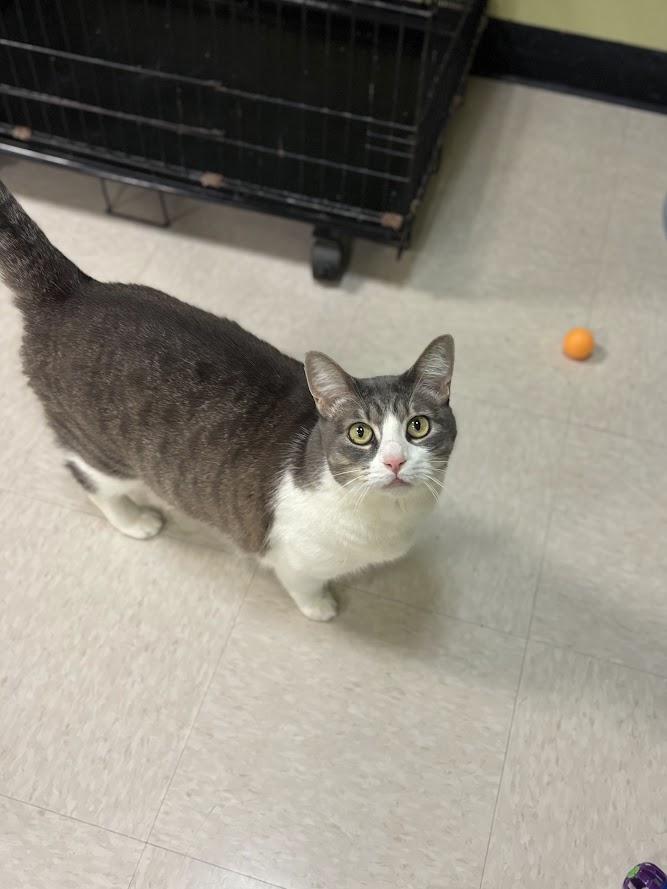 Aurora, a ADOPTABLE Domestic Short Hair in The Colony, TX image 2/3
