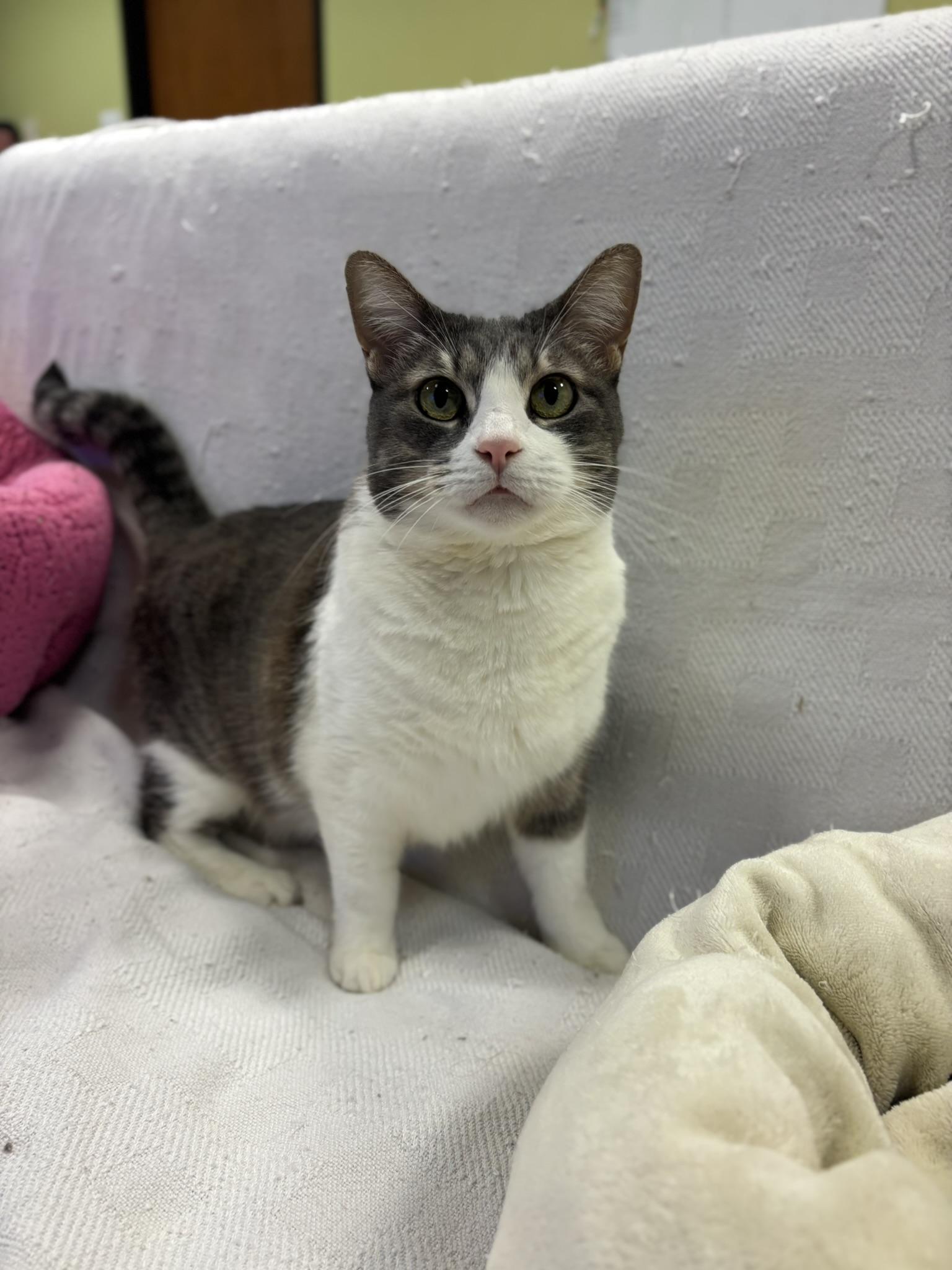 Aurora, ADOPTABLE, Senior Female Domestic Short Hair.