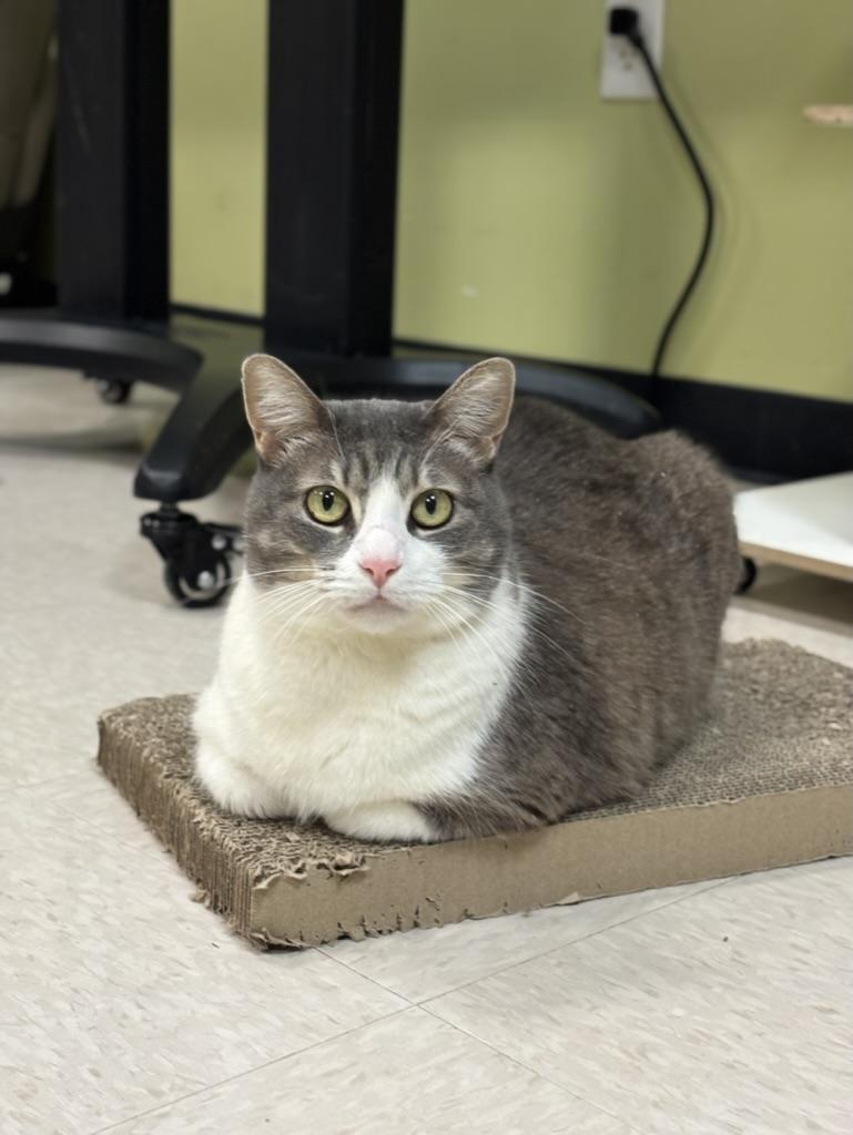 Aurora, ADOPTABLE, Senior Female Domestic Short Hair.