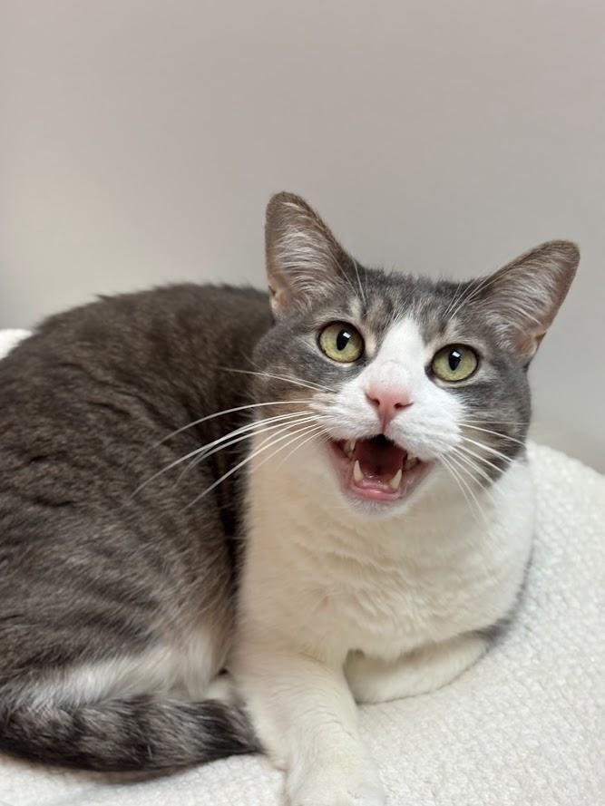 Aurora, ADOPTABLE, Senior Female Domestic Short Hair.