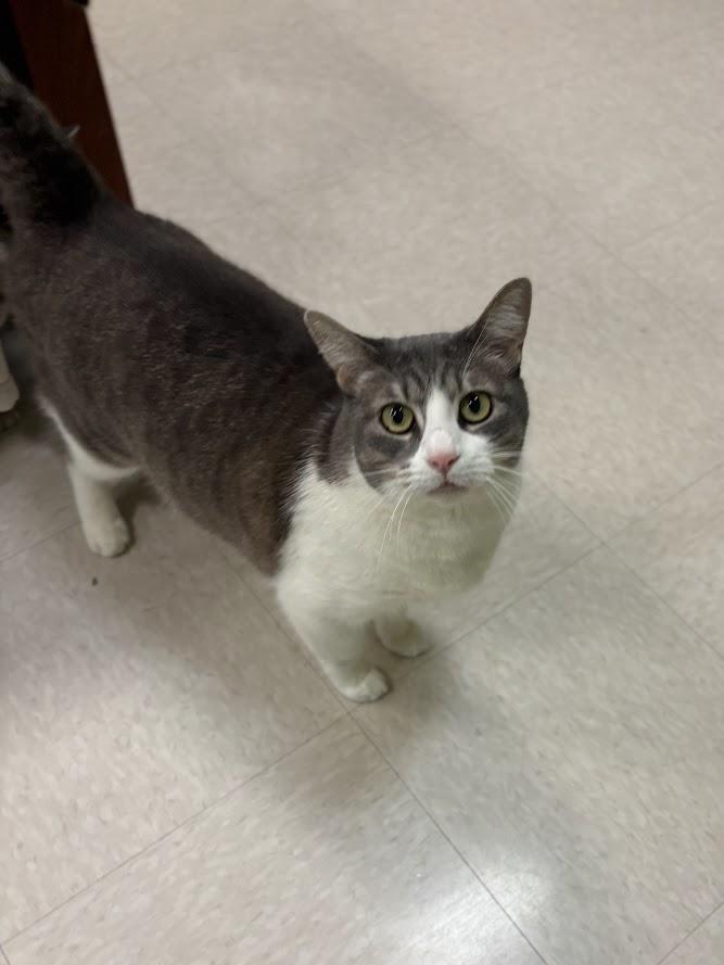 Aurora, a ADOPTABLE Domestic Short Hair in The Colony, TX image 3/3