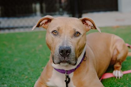 Muffin, Adoptable, Adult Female Pit Bull Terrier & Mixed Breed.