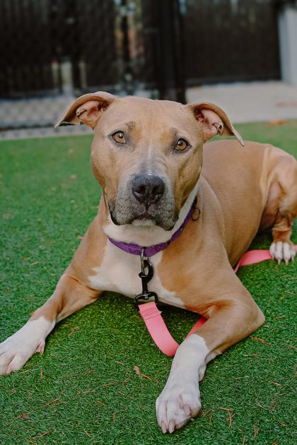 Enlarge Muffin, a Adoptable mixed breed in Bellevue, WA image 2/3