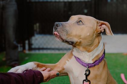 Enlarge Muffin, a Adoptable mixed breed in Bellevue, WA image 2/3