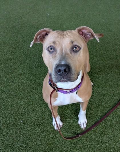 Enlarge Muffin, a Adoptable mixed breed in Bellevue, WA image 3/3