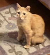 Mr. Jingles, a Adoptable Domestic Short Hair in Malabar, FL image 2/2