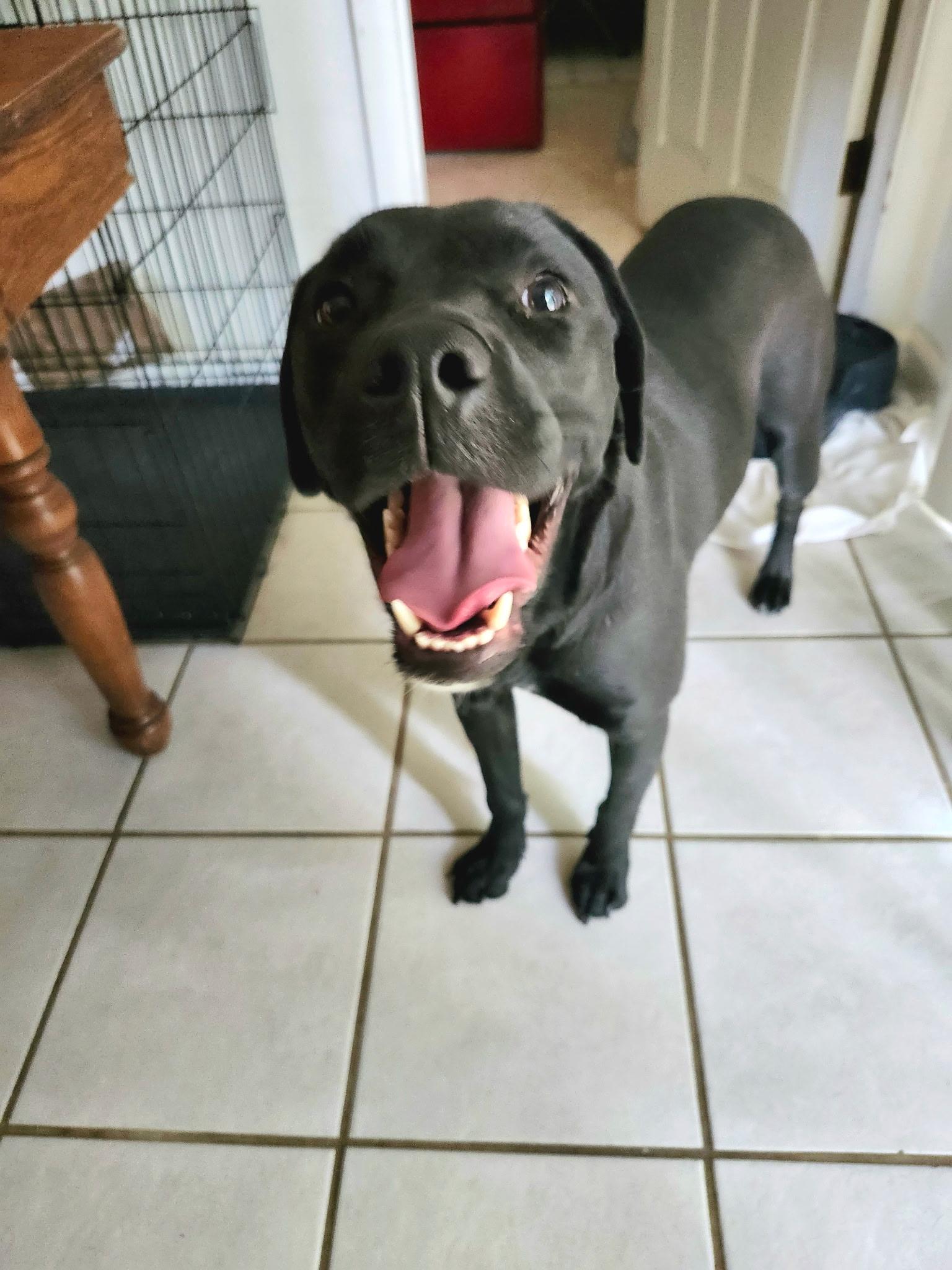 Enlarge Luna, a ADOPTABLE Black Labrador Retriever in Loveland, CO image 1/2