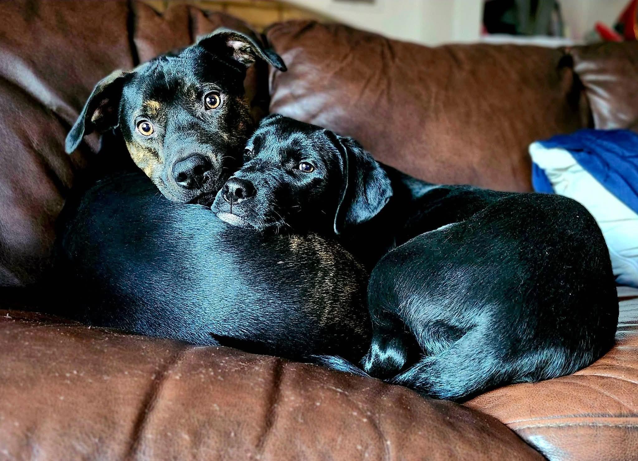 Enlarge Luna, a ADOPTABLE Black Labrador Retriever in Loveland, CO image 2/2