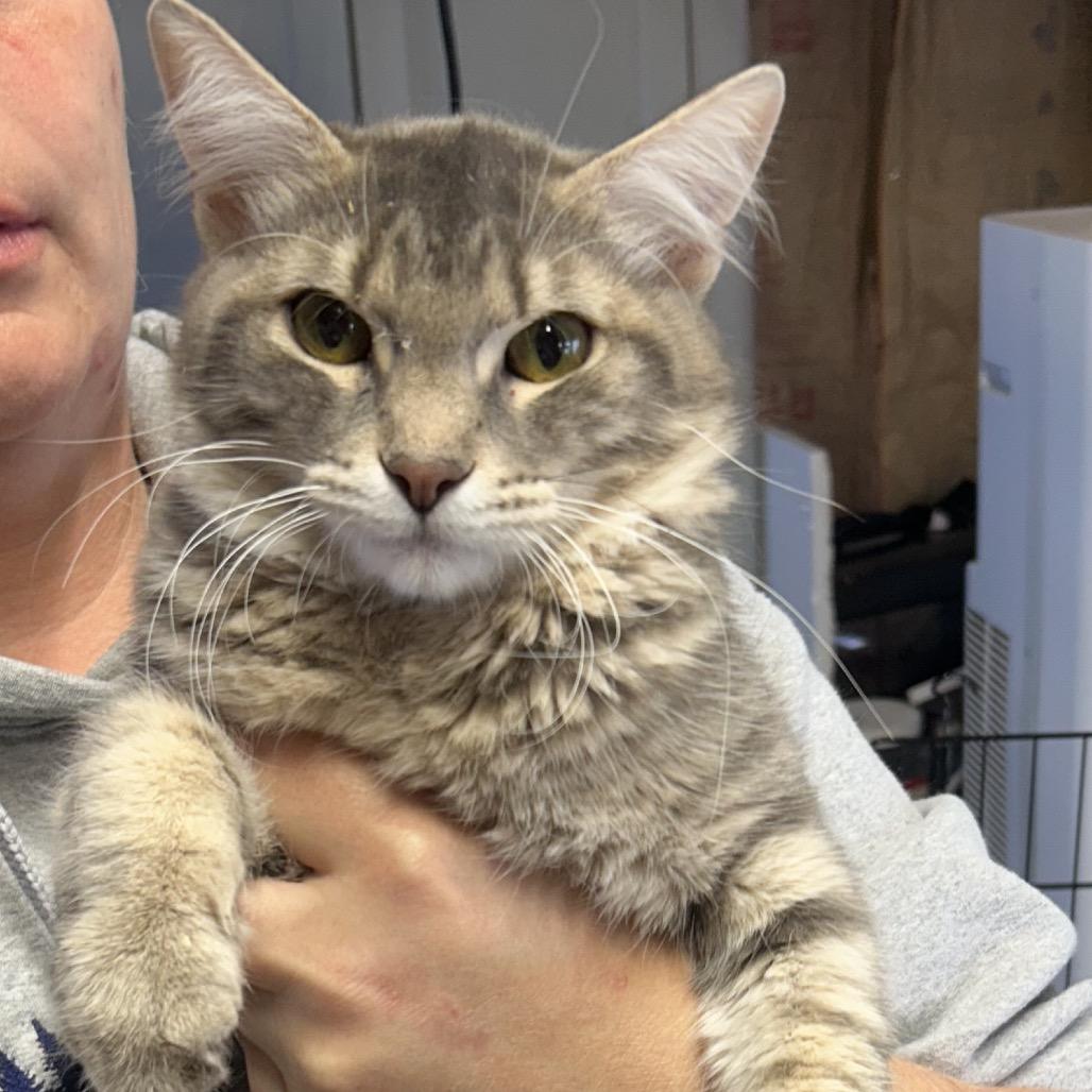 Enlarge Jedediah, a Adoptable Domestic Long Hair in mount vernon, AR image 1/1