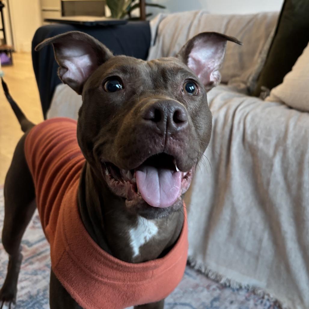 Enlarge Babu, a Adoptable Mixed Breed in Westhampton, NY image 3/6